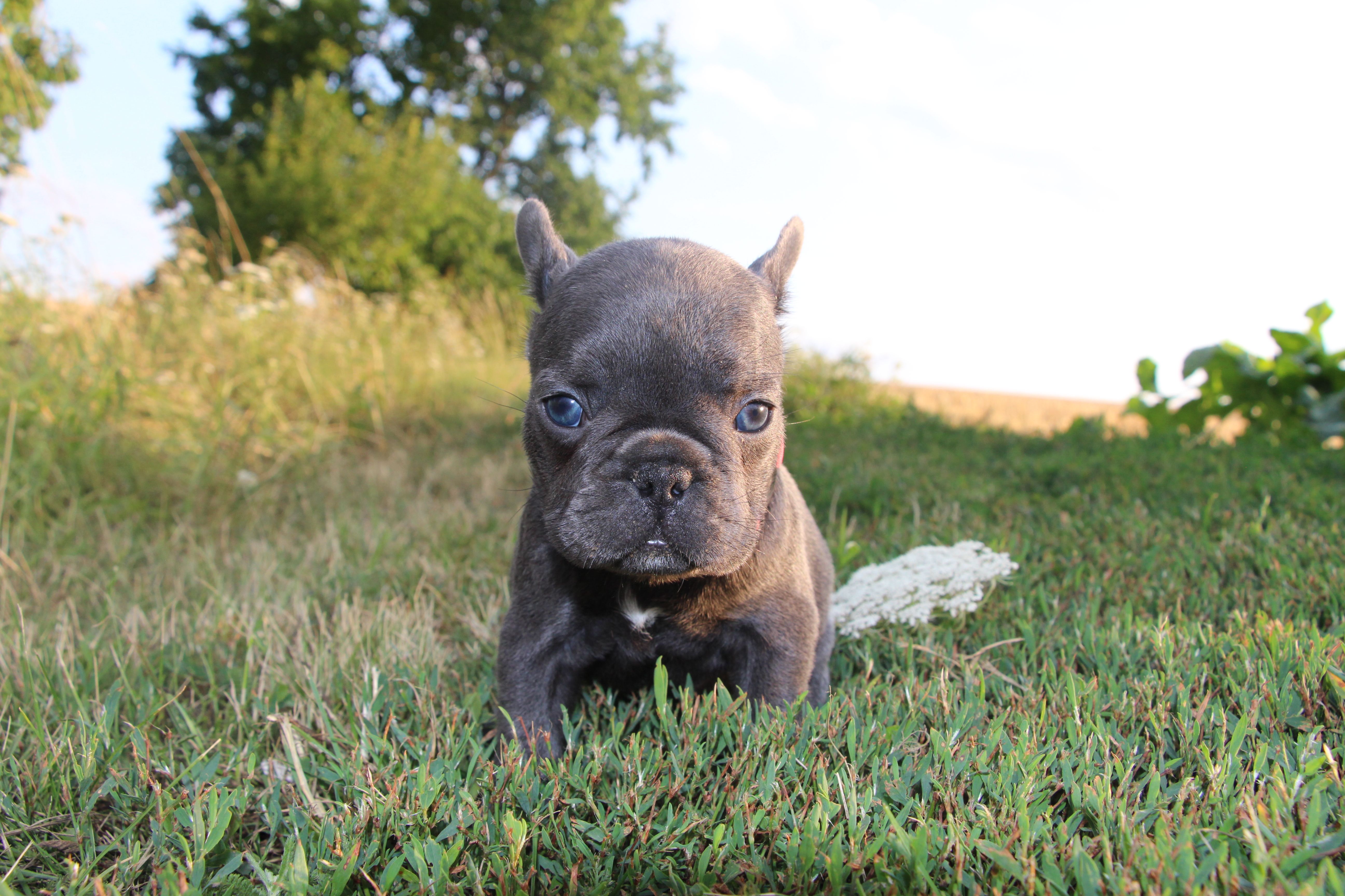 <svg class='pink'></svg> <b>Miss Little Heart</b> <svg class='pink'></svg>